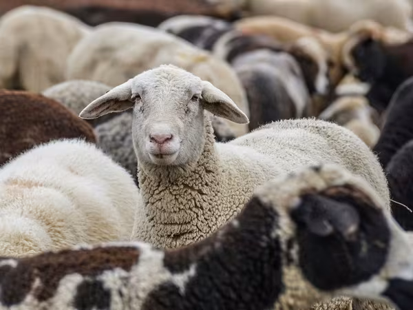母羊, Sheep