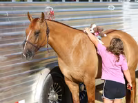 Stute, Quarter Horse — Foto 6