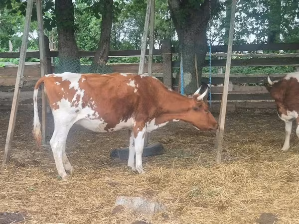 Cow, Ayrshire