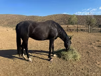Stute, National Show Horse — Foto 5