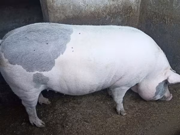 Säue, Пьетрен
