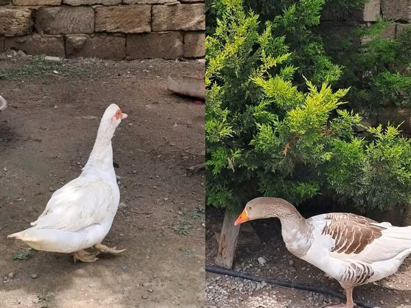 Geese