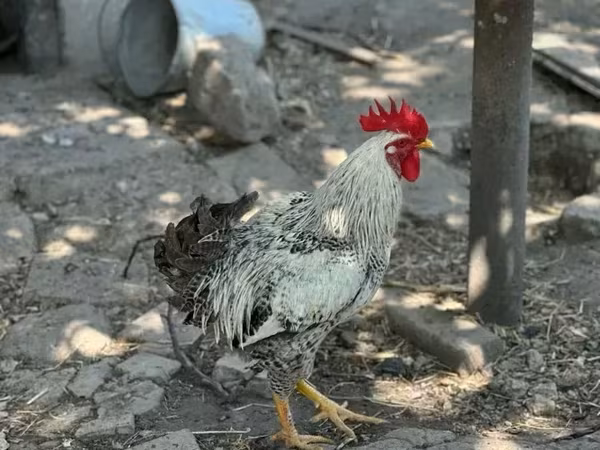 Chickens — 亚美尼亚
