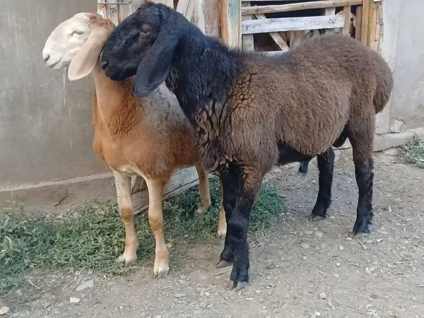 Қошқар, Arashan sheep