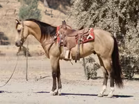 Hengst, Quarter Horse — Foto 4