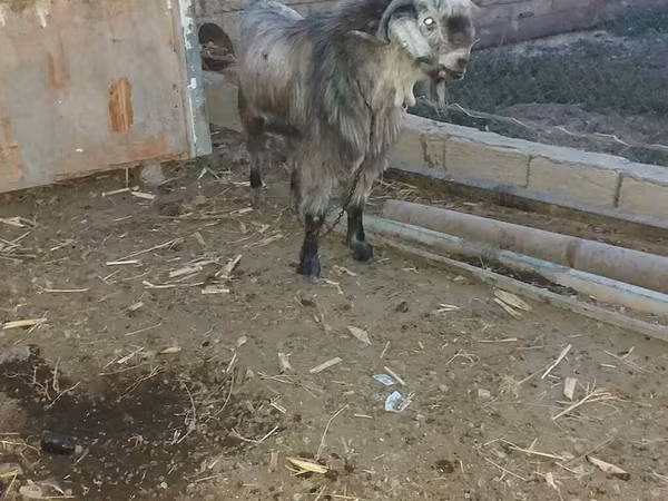 Козёл, Дамасская коза