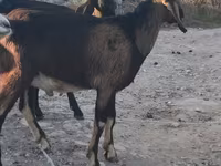 Cabro, Nubian Goat — foto 2