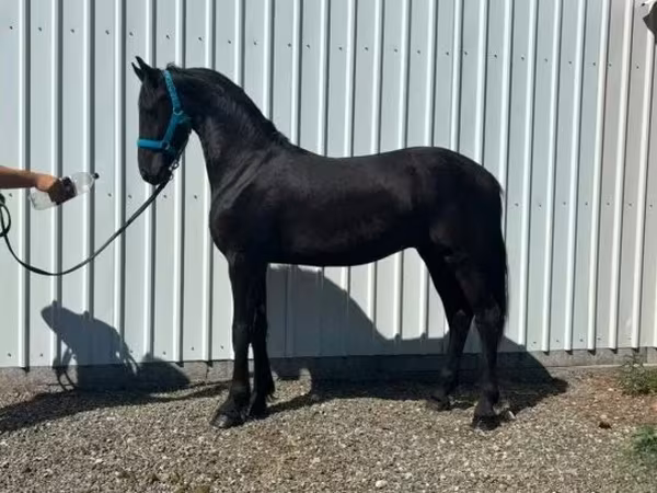 حصان, Dutch warmblood horse