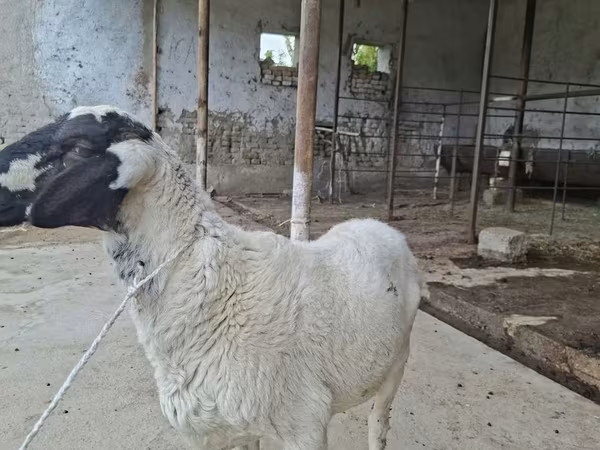 Խոյ, Blackheaded Persian sheep