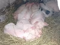 Eber, Schweine — Foto 1