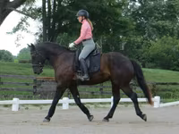 公马, Percheron — 照片 8