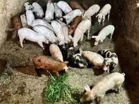 Boar, Pigs — photo 5