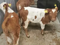 ԽՍԿ (խումբ, սեռը նշված չէ), Simmental cattle — լուսանկար 2