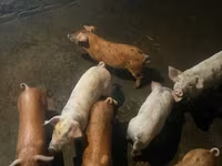 Eber, Schweine — Foto 1