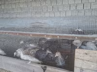 Սլովենյան արծաթե հավ — լուսանկար 4
