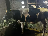 Kuh, Russian Black pied cattle — Foto 3