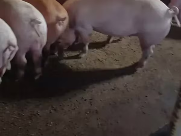 Sow, Ландрас
