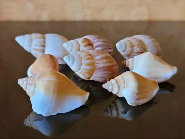 Խխունջներ բնական 8 հատ