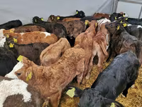 ԽՍԿ (խումբ, սեռը նշված չէ), Simmental cattle — լուսանկար 8