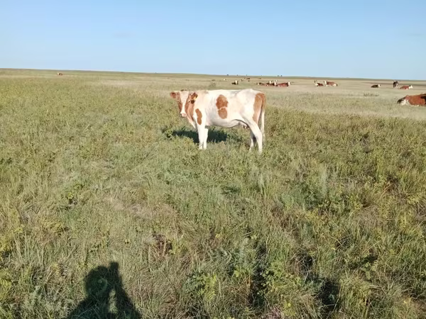 Cow, Simmental cattle
