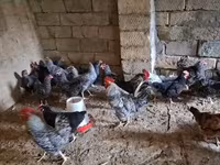 Chickens — الصورة 5