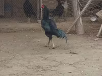 Chickens — Foto 6
