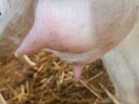 Ziege, Ziegen — Foto 6