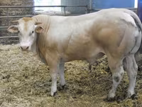 Ցուլ, Blonde d’Aquitane cattle — լուսանկար 1