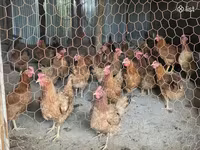 Chickens — Foto 1