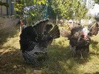 Turkeys — 照片 2
