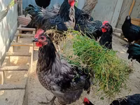 Australian Pit Game fowl — Foto 4