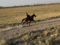 Бие, French Trotter — 5-сурет