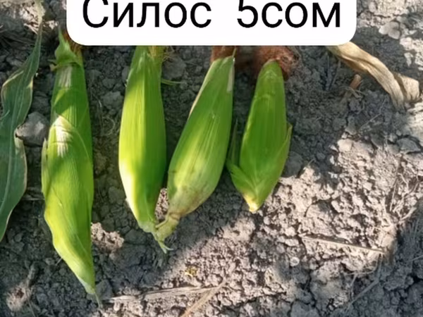 Продаю кукуруза 🌽 на силос 1кг 5сом с доставкой район КАРА Балта