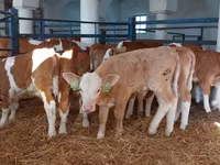 सांड, Simmental cattle — फ़ोटो 1