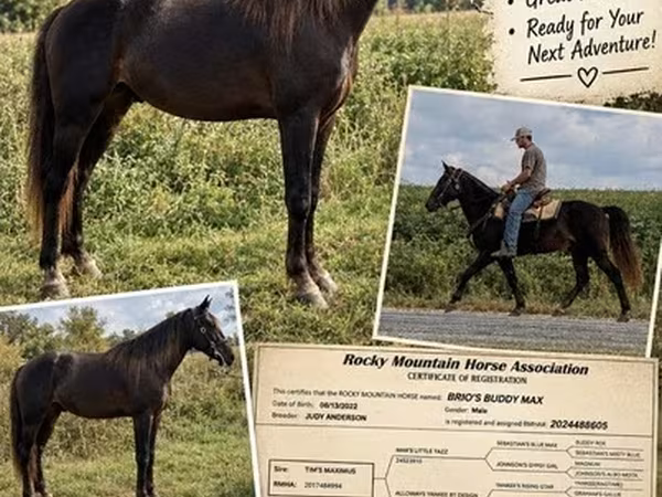 Cavalo, Rocky Mountain Horse