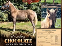 حصان, Rocky Mountain Horse — الصورة 1