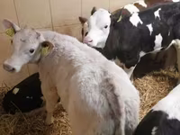 牛只（批次，未指定性别）, Simmental cattle — 照片 3