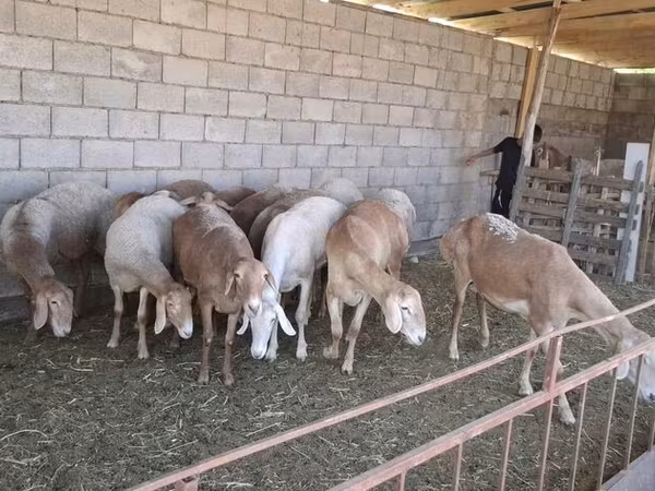 公羊, Hissar sheep
