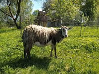 عنزة, Kejobong goat — الصورة 1
