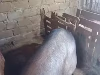 मादा सूअर, सूअर — फ़ोटो 7