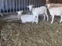 母山羊, Pomellata goat — 照片 3