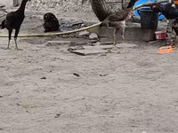Chickens — լուսանկար 1