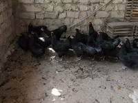 Մալինես — լուսանկար 4