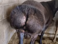 كبش, Rambouillet sheep — الصورة 1