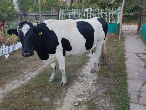 Cow, Russian Black pied cattle