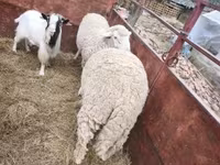 Խոյ, Ոչխարներ — լուսանկար 4