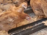 Chickens — լուսանկար 2