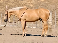 Hengst, Quarter Horse — Foto 1