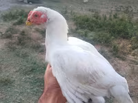 Chickens — 照片 4