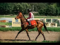 فرس, Arabian horse — الصورة 1